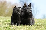 SCHIPPERKE 387